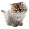 Persian%20Kitten%20-%20S_1.jpg