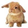 Rabbit%20-%20S.jpg
